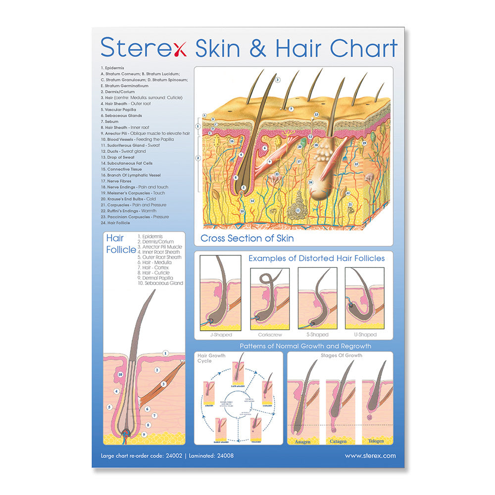 Sterex Chart - Skin & Hair A2 Laminated